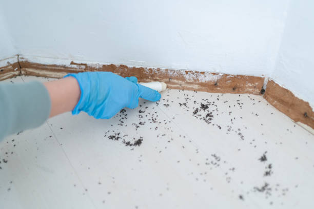 Best Bed Bug Extermination  in Dallas Center, IA